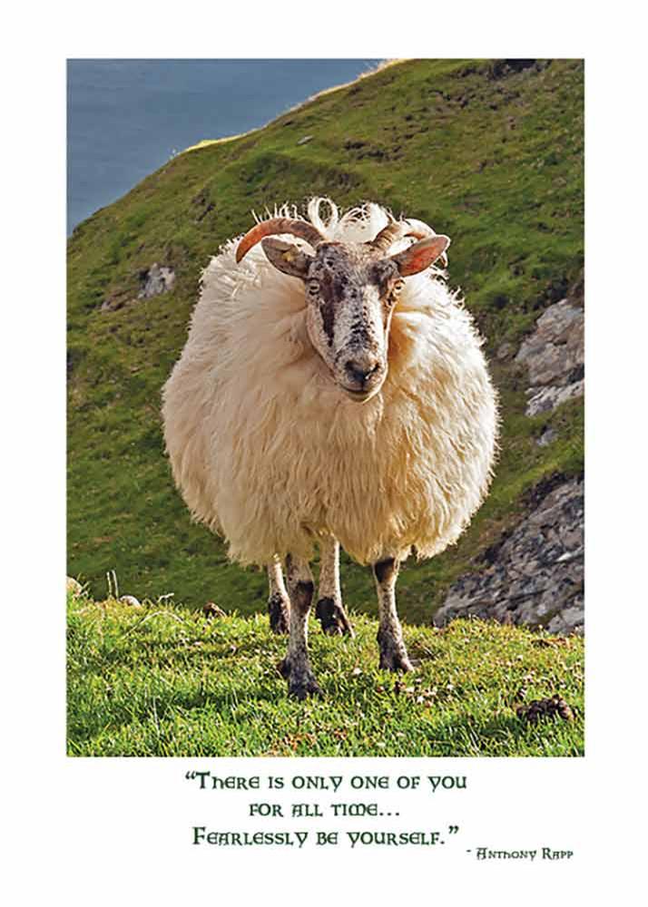 mundo-images-irish-sheep-birthday-card-gifts-cards-at-irish-on-grand